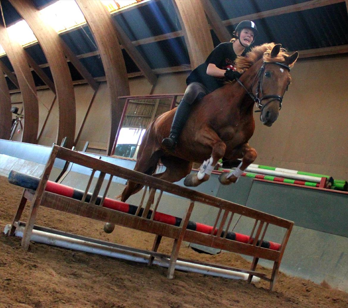 Tysk Sportspony Bacardi - seje cudden :D billede 16