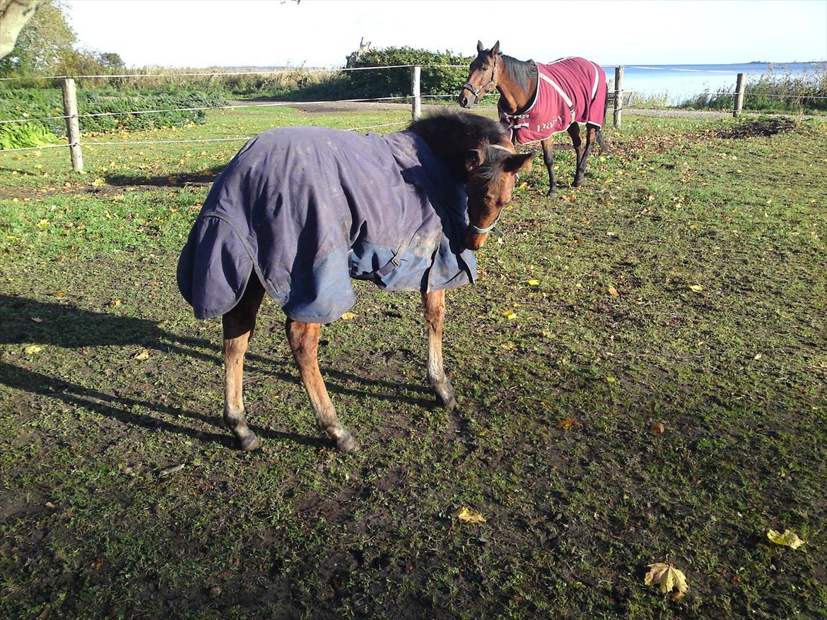 Anden særlig race Sir. Monty Phyton billede 5