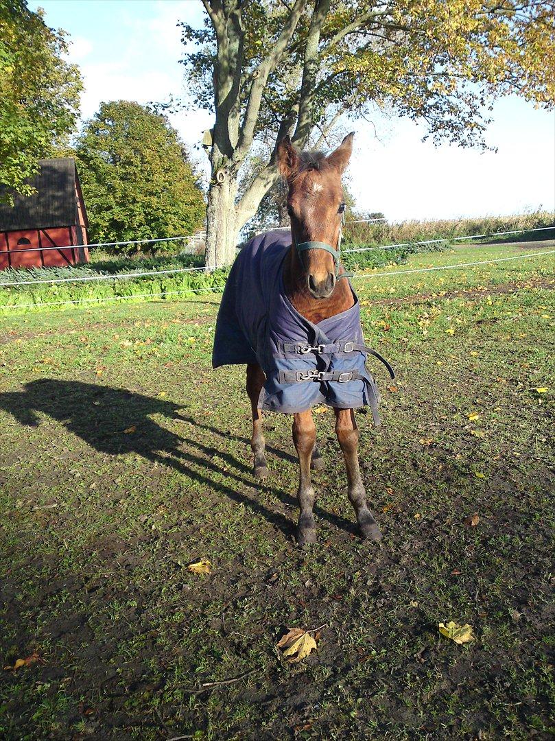 Anden særlig race Sir. Monty Phyton billede 1