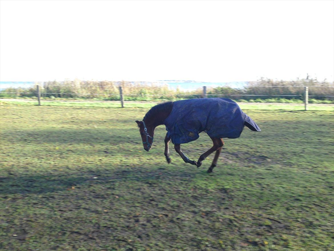 Anden særlig race Sir. Monty Phyton billede 3