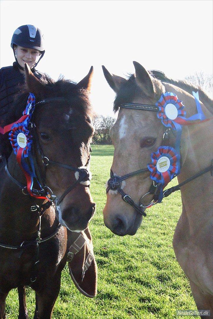 New Forest Alina - Alina og Sandora  billede 3