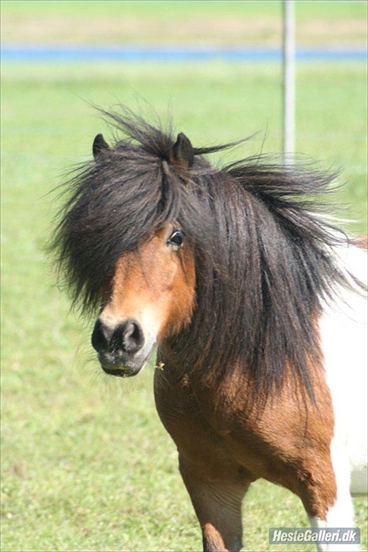 Shetlænder Perle - "Hej fotograf" :)
Foto: A photo billede 4