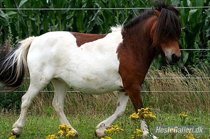 Shetlænder Perle - "Hm.. Er det mon det her, de kalder dressur?"
Foto: A photo billede 9