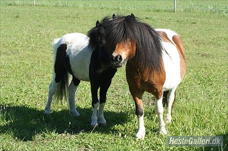 Shetlænder Perle - Perle og Opal :o)
Foto: A photo billede 12