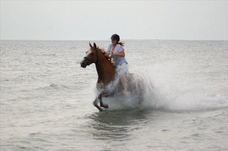 Dansk Varmblod Aqua Z - Min søster, Karina. På tur på stranden med Aqua :-D billede 3