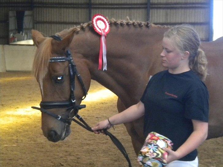 Tysk Varmblod  Findus <3 - Findus der vandt første pladsen til dyreskue  billede 11