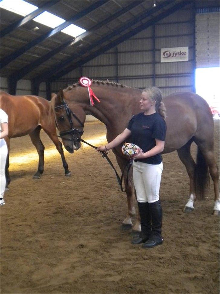 Tysk Varmblod  Findus <3 - Findus der vandt første pladsen til  dyreskue  billede 12