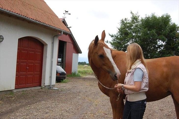 Dansk Varmblod Aqua Z - Velkommen :-D

- Aqua sammen med Karina. billede 1