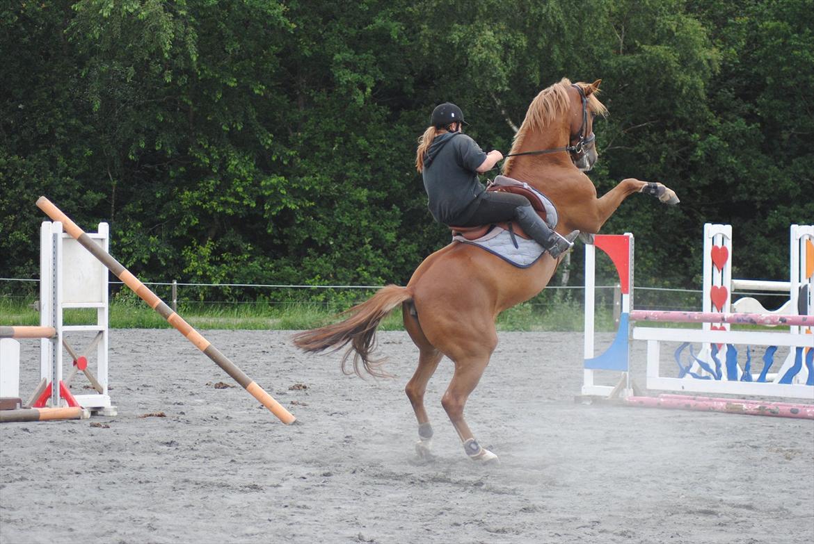 Tysk Varmblod  Findus <3 - og igen  billede 14