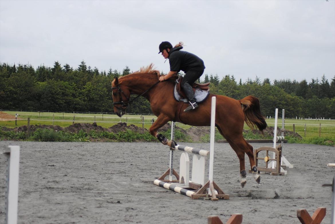 Tysk Varmblod  Findus <3 - hop hop  billede 15