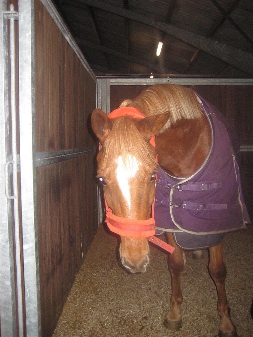 Tysk Varmblod  Findus <3 - hehe sjovt  billede 16