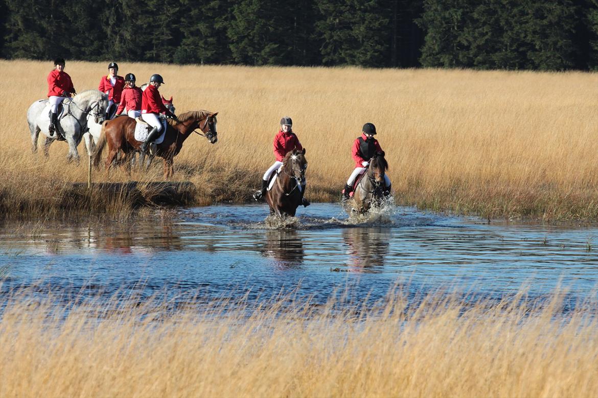 DSP Nicky<3 - Hubertusjagt 2011. 
Foto: Renee billede 9