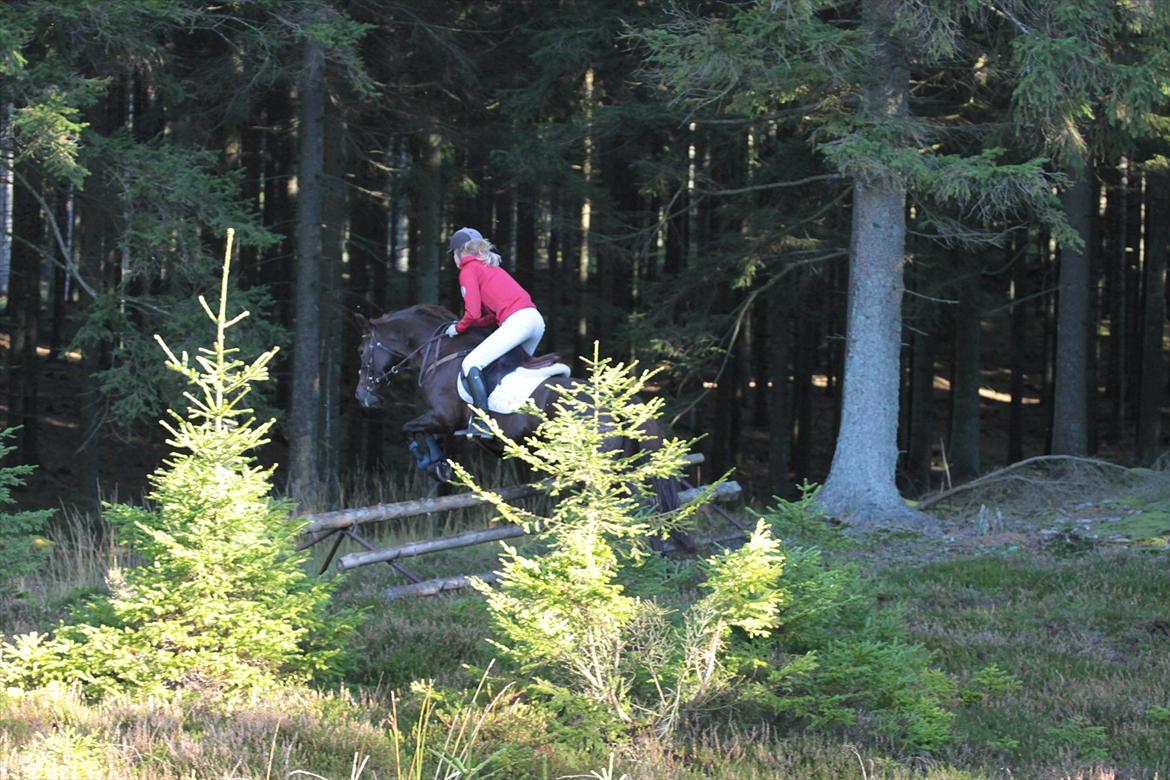 DSP Nicky<3 - Hubertusjagt 2011.
Foto: Renee
Det skal lige siges, at det gik ned ad, lige efter springet. :-D billede 13