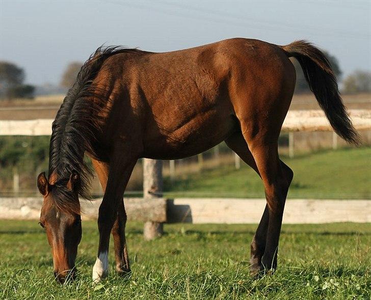 Arabisk fuldblod (OX) D. Massive Touch - SOLGT -  billede 15