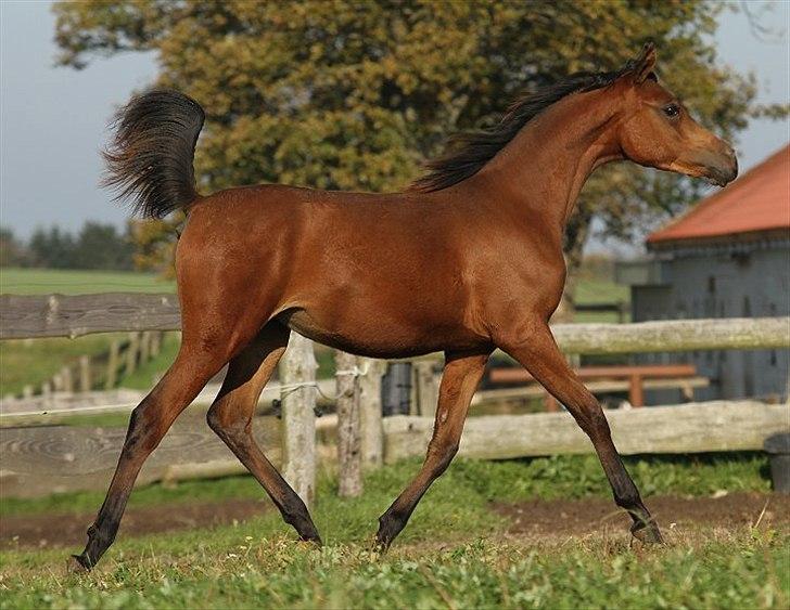 Arabisk fuldblod (OX) Eluniqa D. billede 10