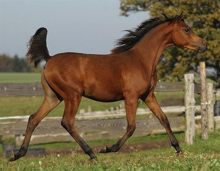 Arabisk fuldblod (OX) Eluniqa D. billede 12