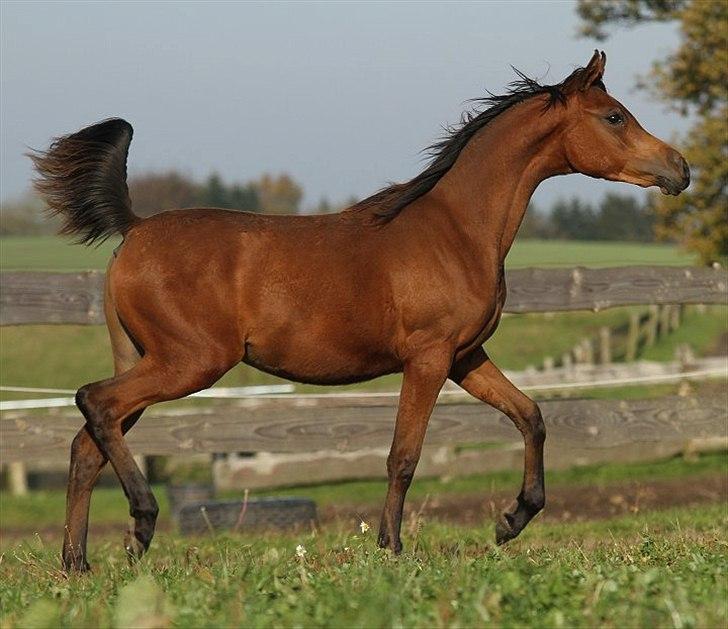 Arabisk fuldblod (OX) Eluniqa D. billede 13