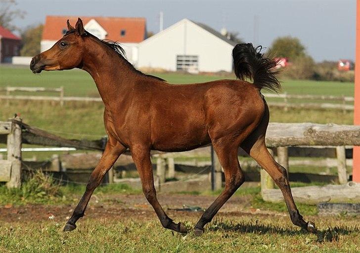 Arabisk fuldblod (OX) Eluniqa D. billede 14