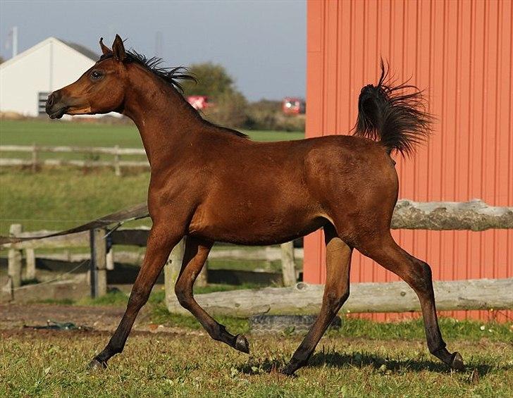 Arabisk fuldblod (OX) Eluniqa D. billede 15