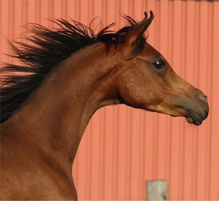 Arabisk fuldblod (OX) Eluniqa D. billede 11