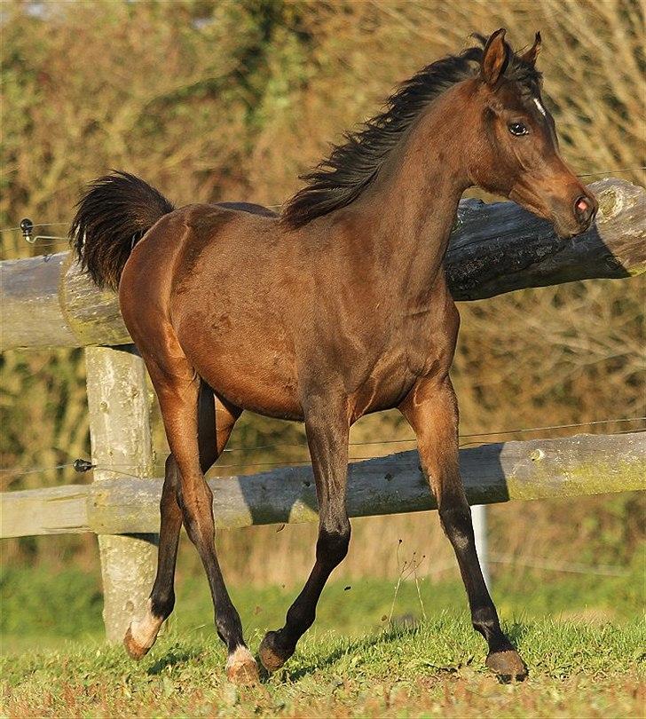 Arabisk fuldblod (OX) Amazing Grace D. - RESERVERET billede 15