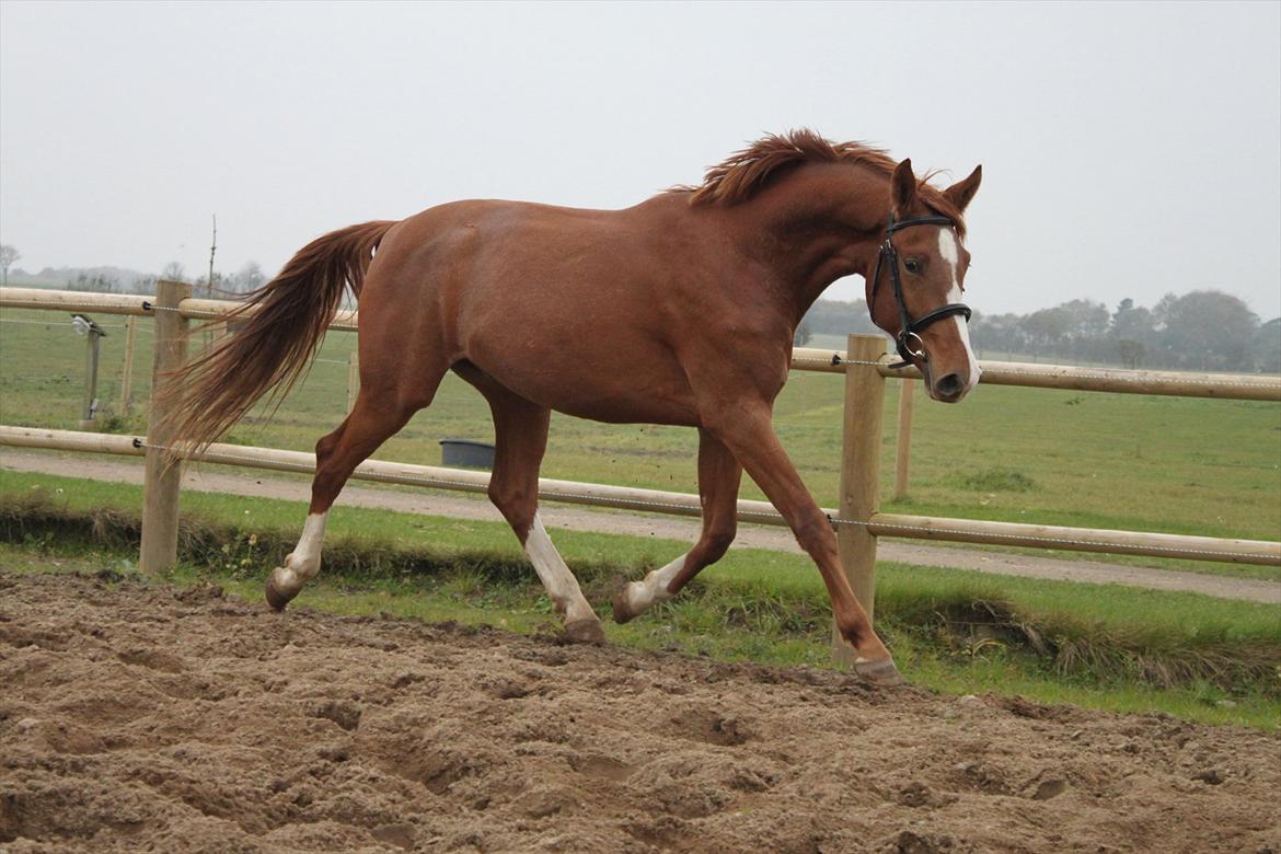 Anden særlig race Charlatan <3 - Velkommen til Charlatans profil :-D billede 1