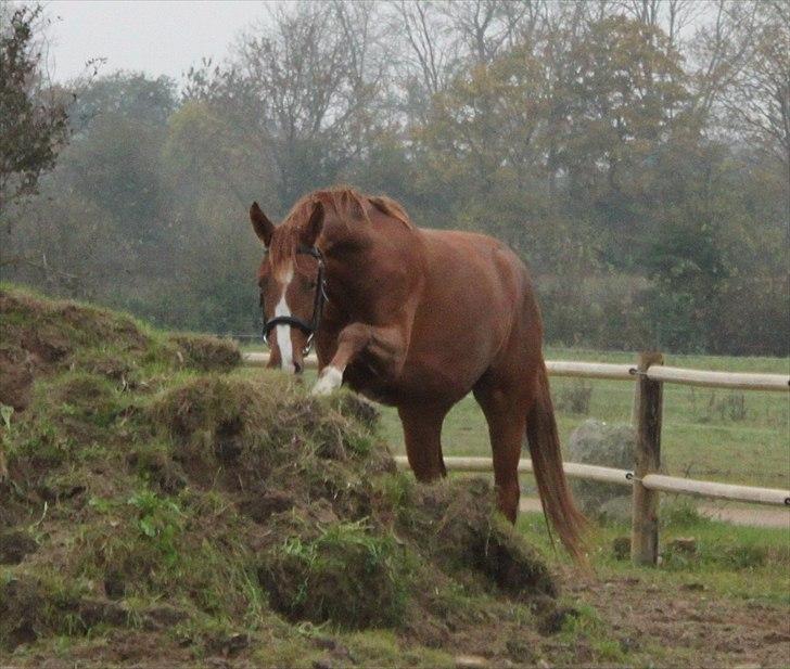 Anden særlig race Charlatan <3 - Så blev min lille dreng 2,5 år og har bid i munden for første gang :-) billede 5