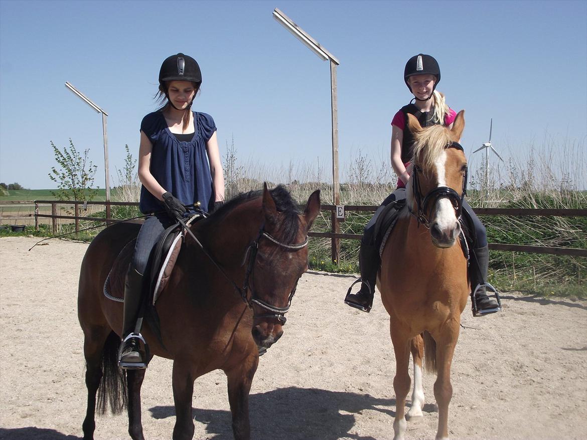 Tysk Sportspony Holsteins Jovenca<3 billede 7