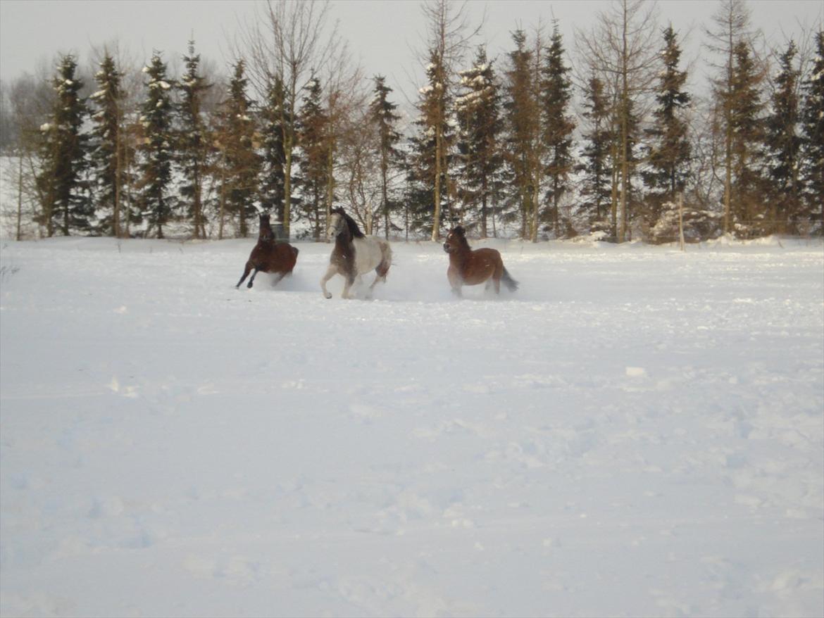 Tysk Sportspony Holsteins Jovenca<3 - ponyerne jul 2010 på deres storefold:) billede 8
