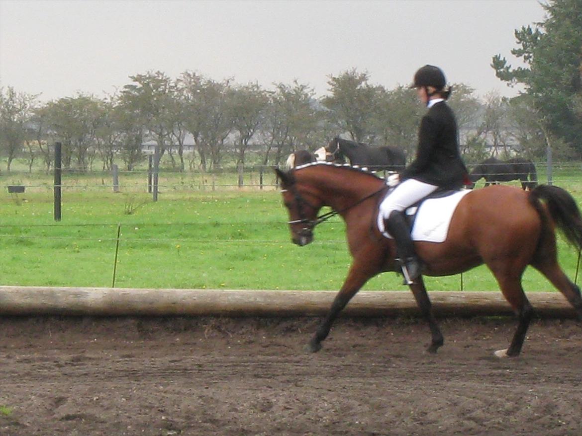 Arabisk fuldblod (OX) Fad Fynta billede 3