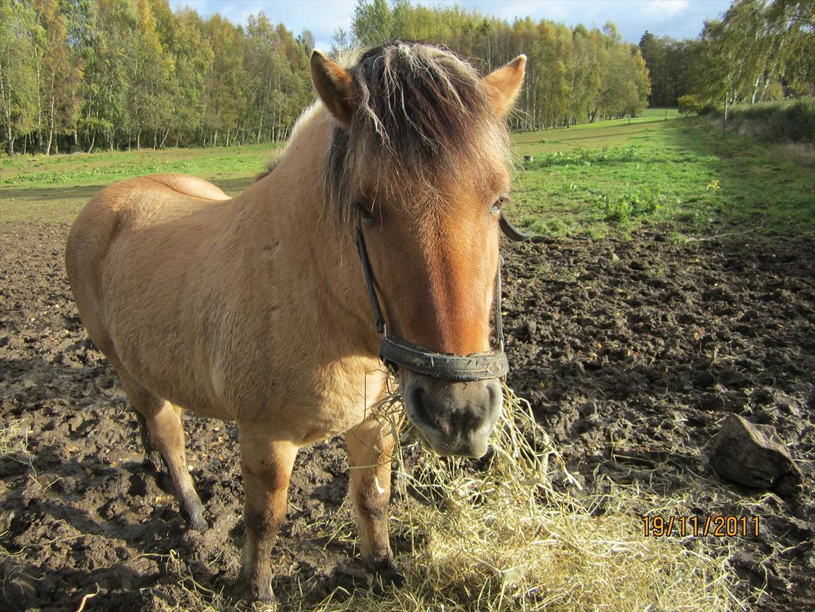Fjordhest Frodo - Nam nam dejligt hø:D billede 4