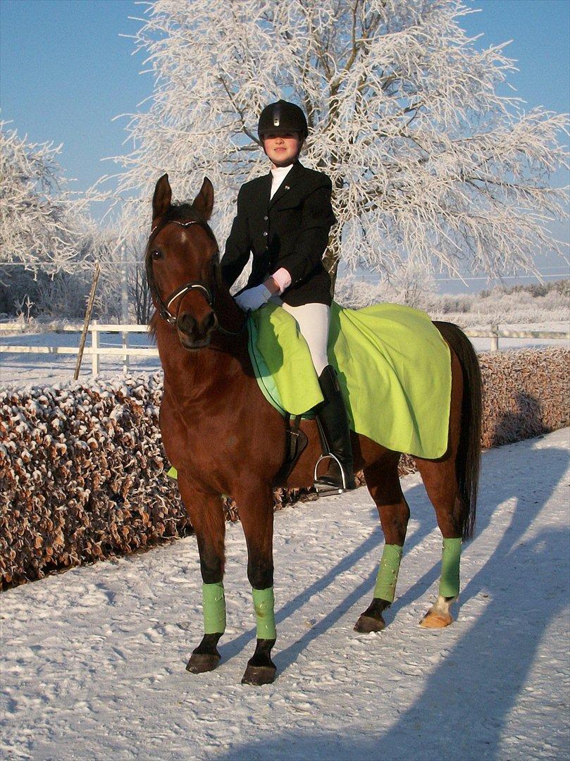 Arabisk fuldblod (OX) Fad Fynta - En kold vinter dag, hvor vi lige fik taget et par billeder :*<3 billede 1