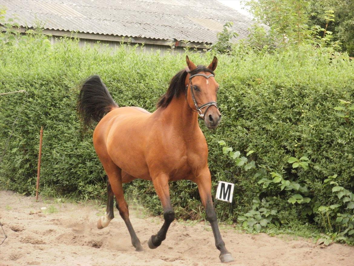 Arabisk fuldblod (OX) Fad Fynta billede 2