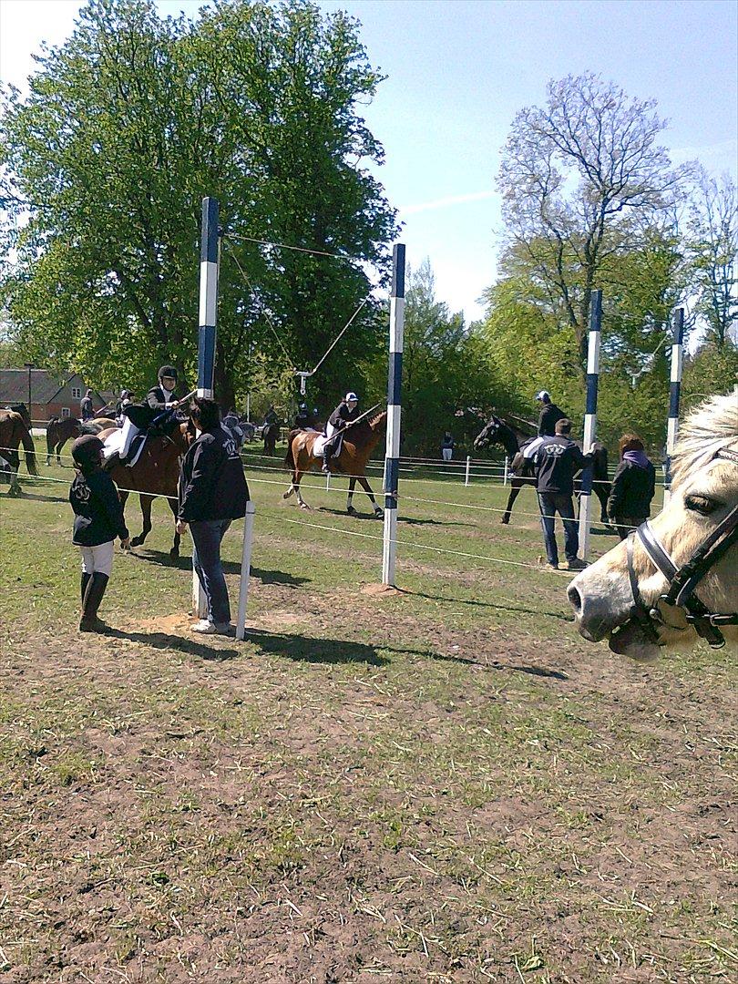 Arabisk fuldblod (OX) Fad Fynta billede 4