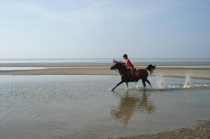 Arabisk fuldblod (OX) Fad Fynta billede 5