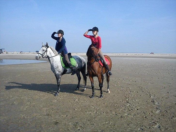 Arabisk fuldblod (OX) Fad Fynta billede 6