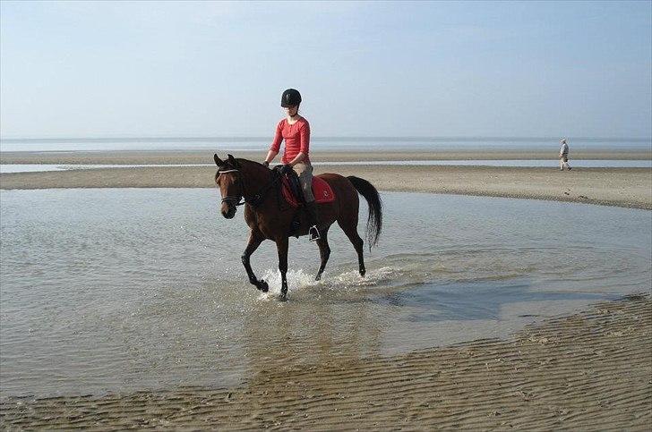 Arabisk fuldblod (OX) Fad Fynta billede 7