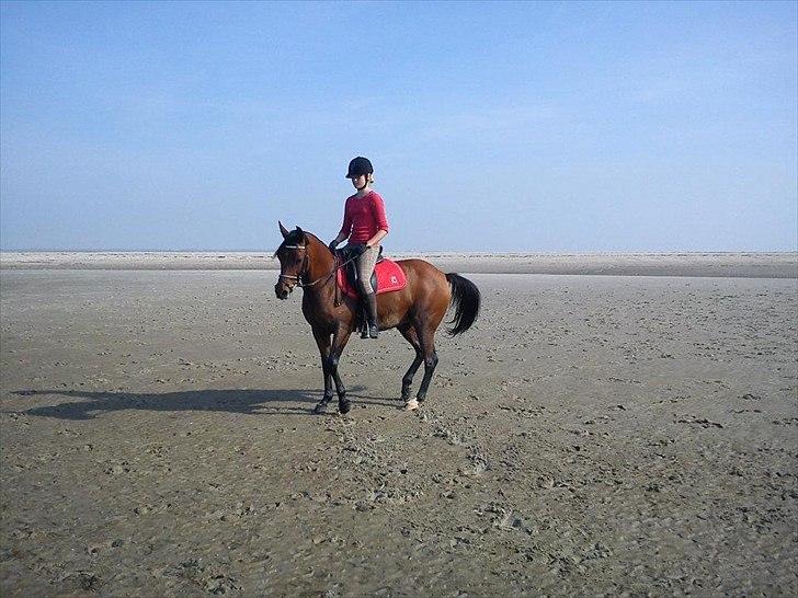 Arabisk fuldblod (OX) Fad Fynta billede 8