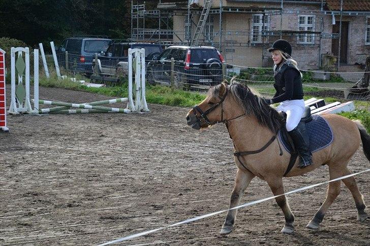 Fjordhest Frodo - Frodo og jeg til vores første stævne sammen.D billede 7
