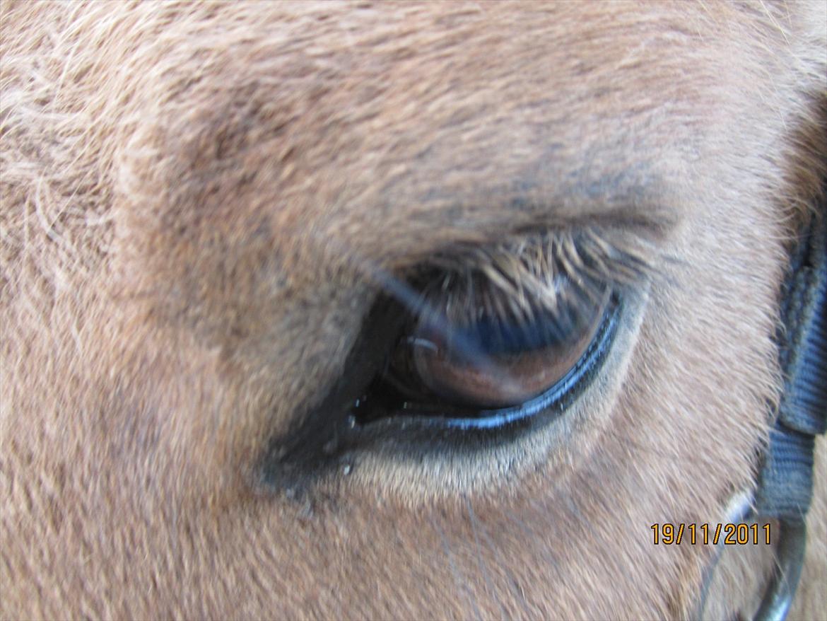 Fjordhest Frodo - Hans smukke øje:D billede 8