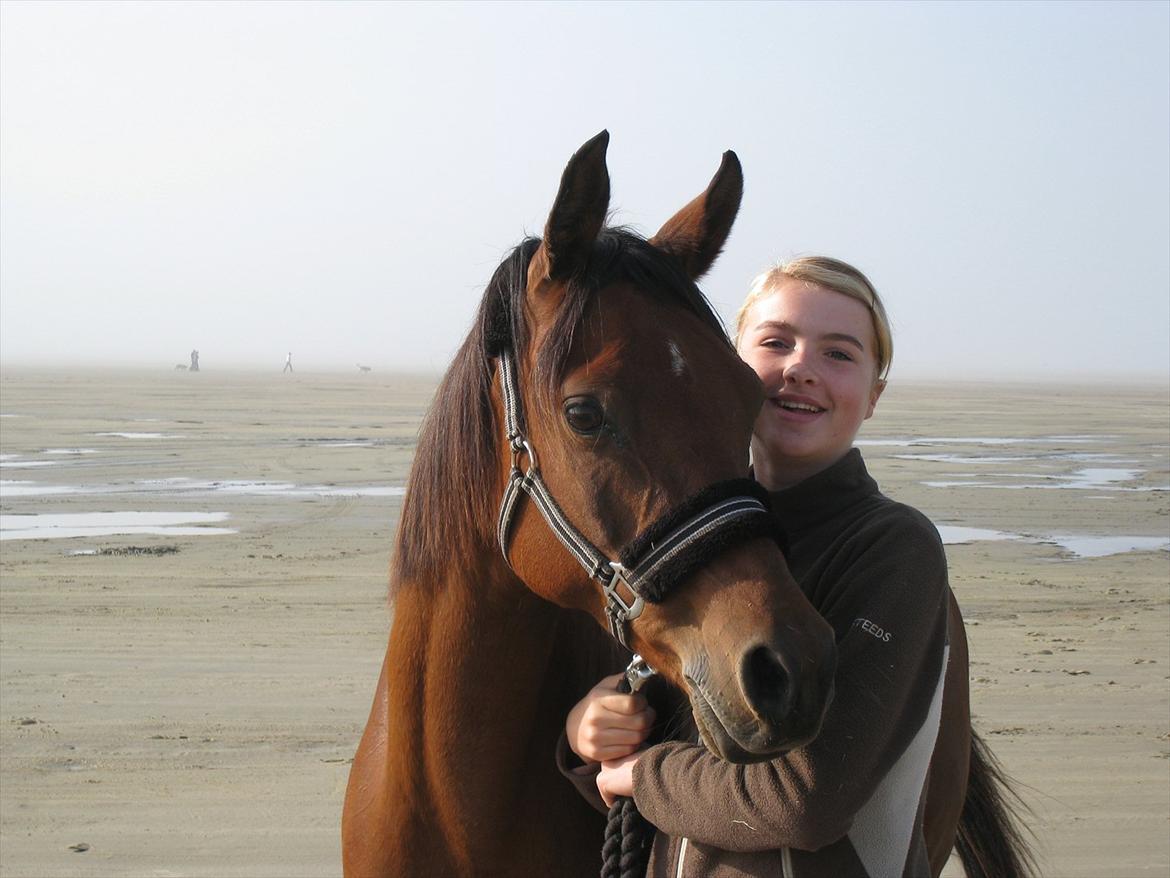 Arabisk fuldblod (OX) Fad Fynta billede 9