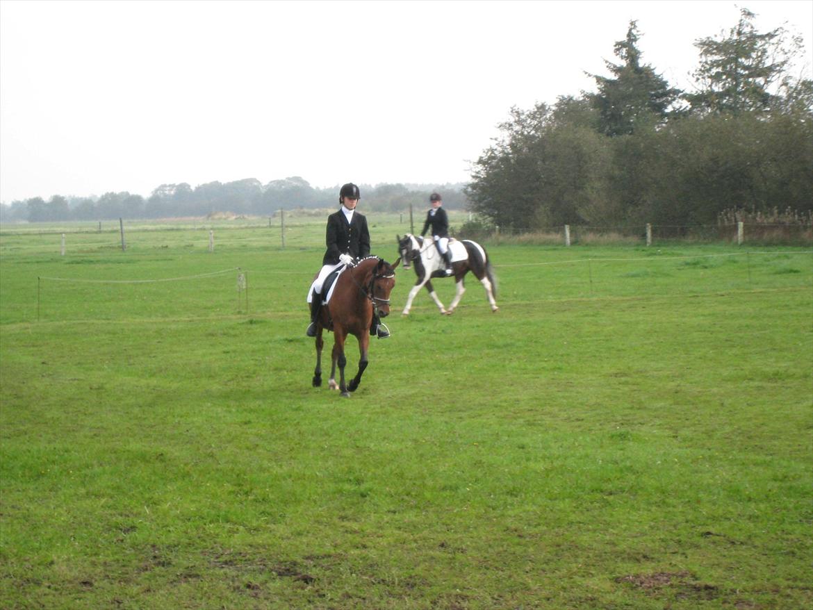 Arabisk fuldblod (OX) Fad Fynta billede 10