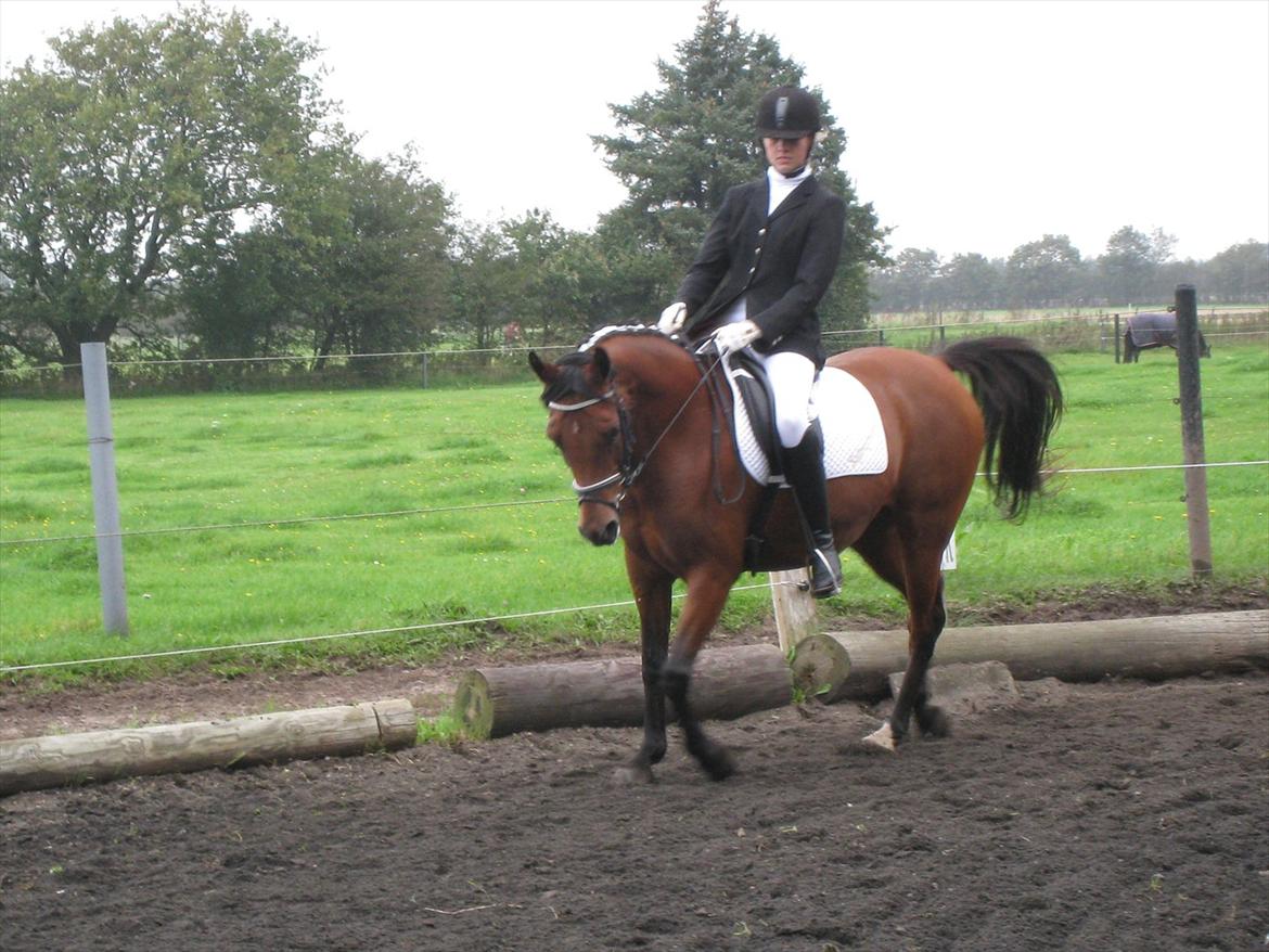 Arabisk fuldblod (OX) Fad Fynta - Vores første stævne.. Du gik fantastisk<3:) billede 11