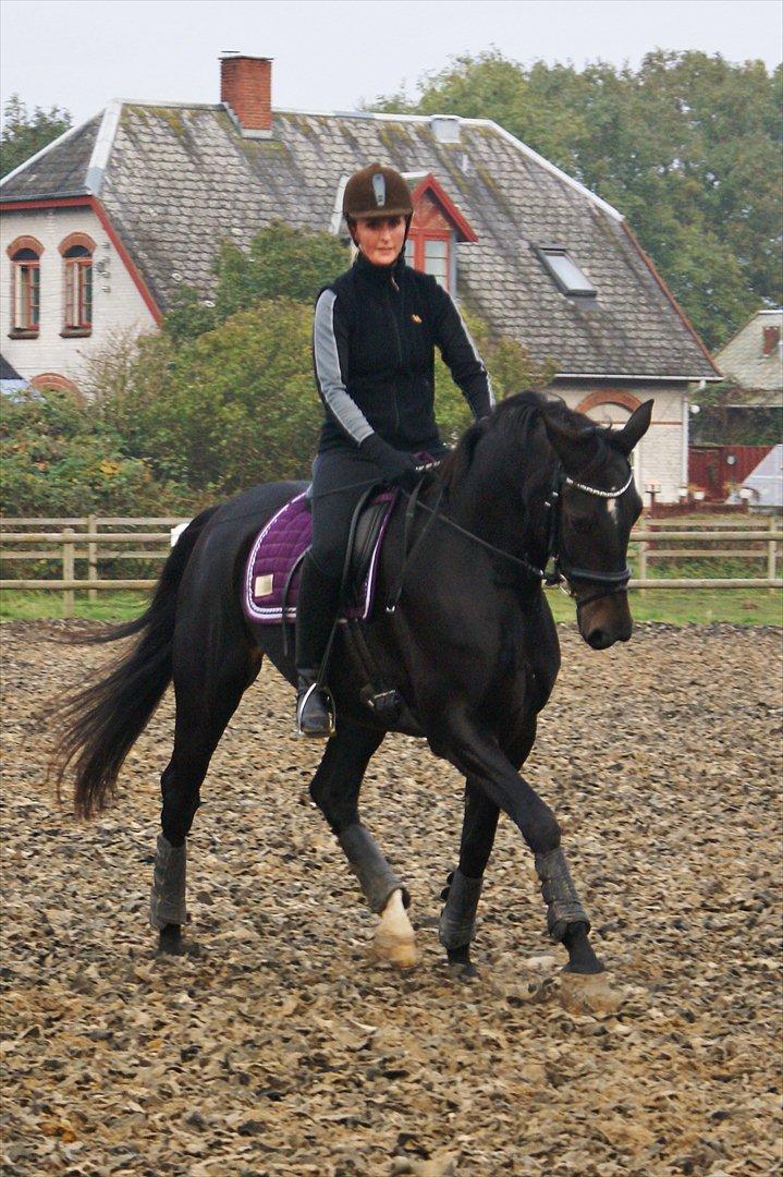 Dansk Varmblod Ajour billede 10