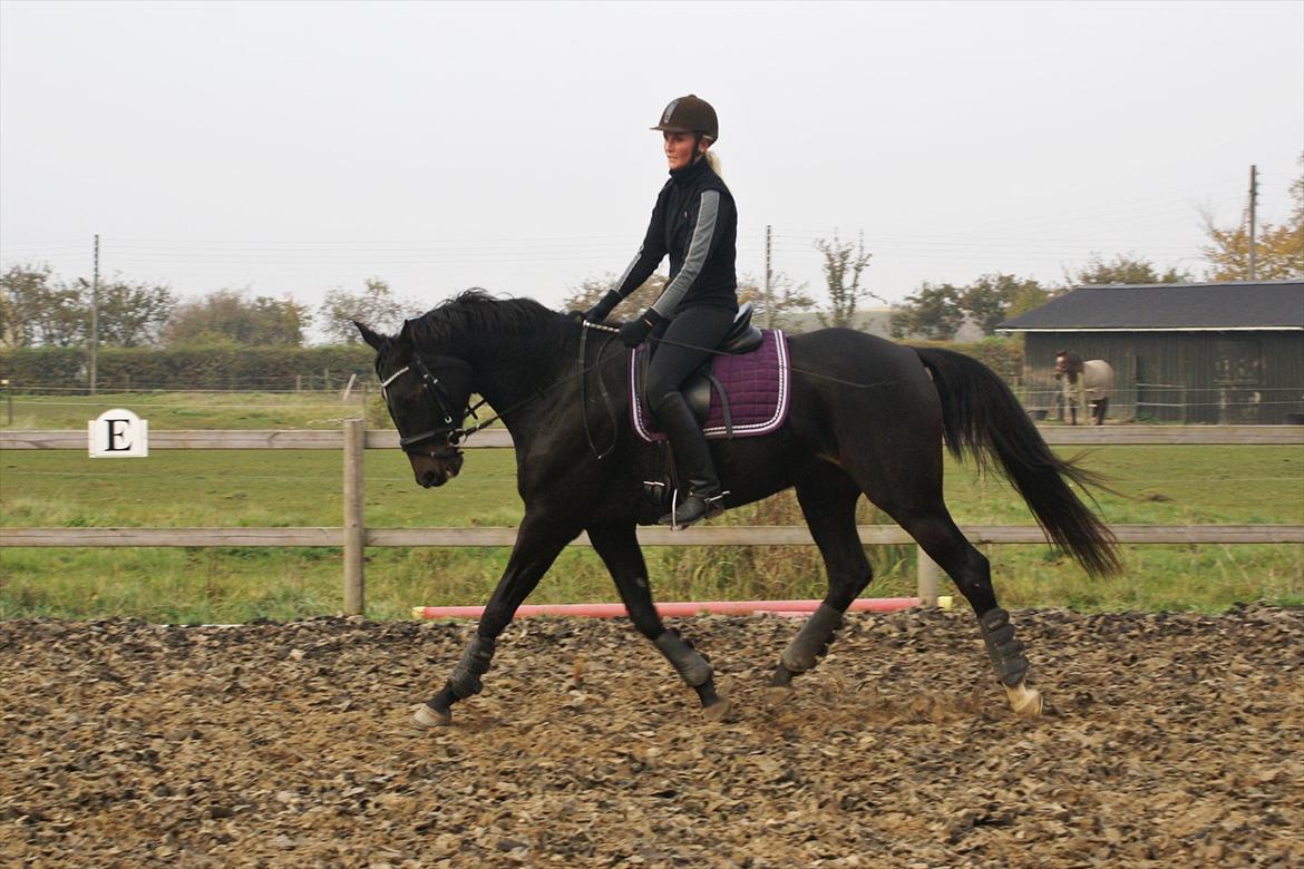 Dansk Varmblod Ajour billede 19