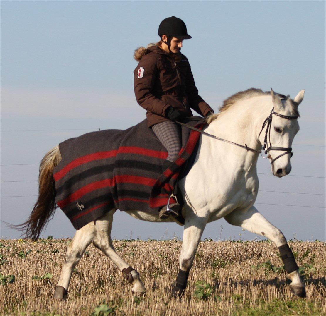 Trakehner Bint-Al-Hawa *Eventyrmussen* - Hawa og jeg øver i at koncentrere os på en stubmark. Det går ikke helt så nemt som det ser ud ;) (23.10.2011) billede 8