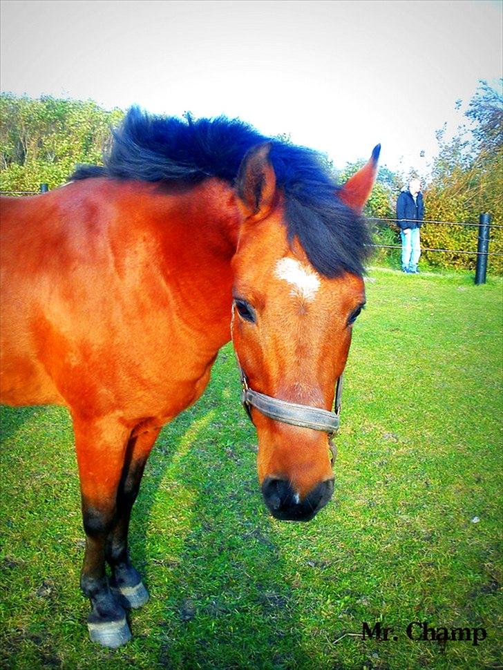 Anden særlig race Mr Champ billede 20