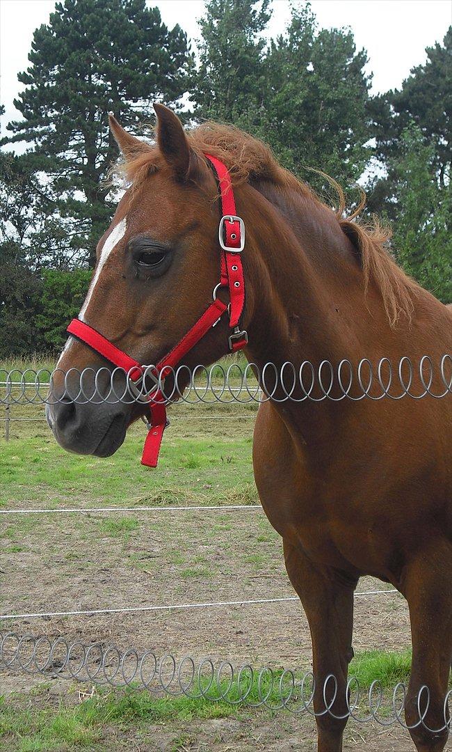 New Forest Fanta - velkkomen til fantas profil  billede 2