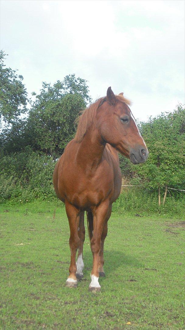 New Forest Fanta - min smukke fanta♥ billede 10