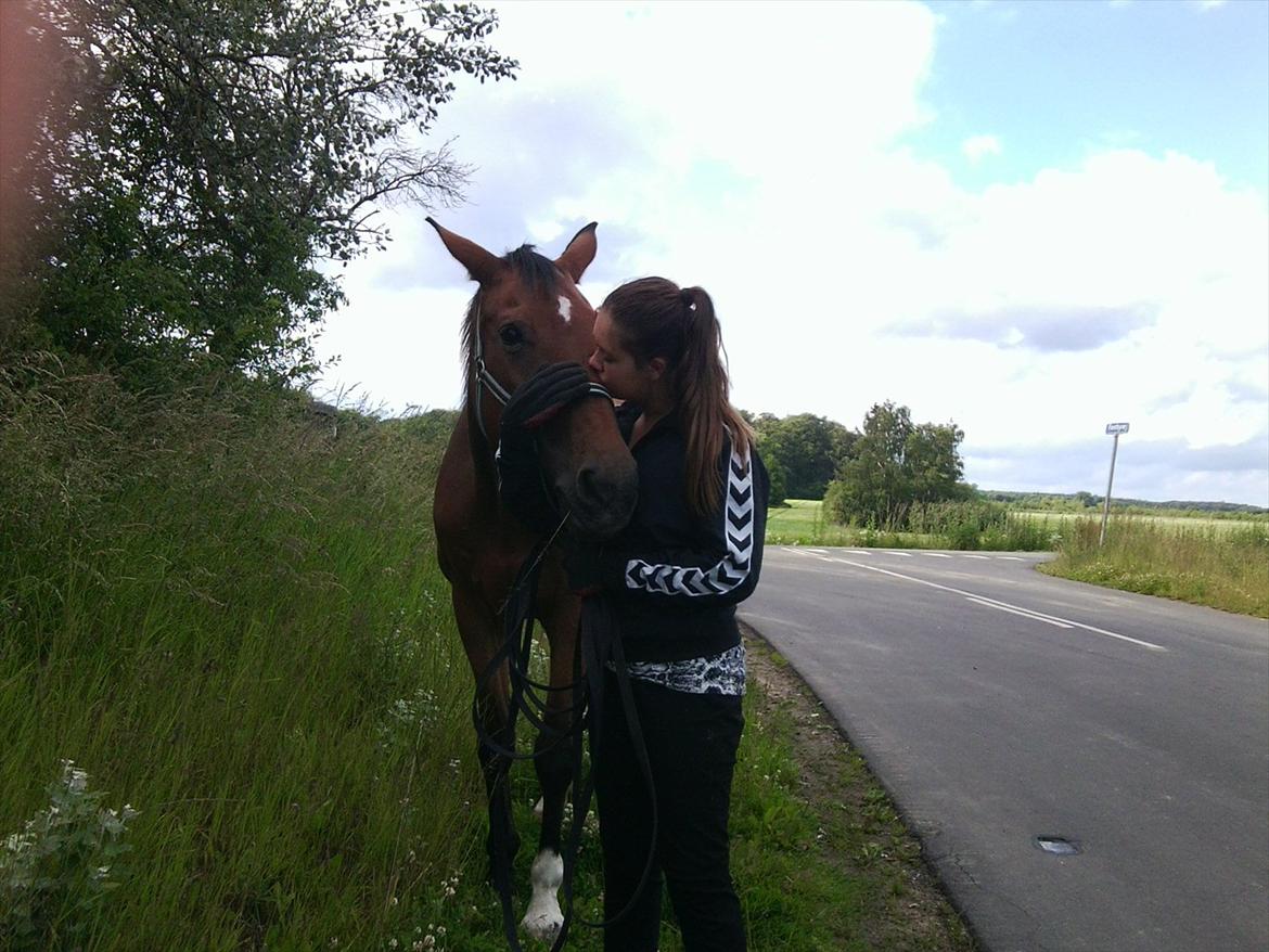 Dansk Varmblod Bellini - Du mangler i min Hverdag :'( billede 9